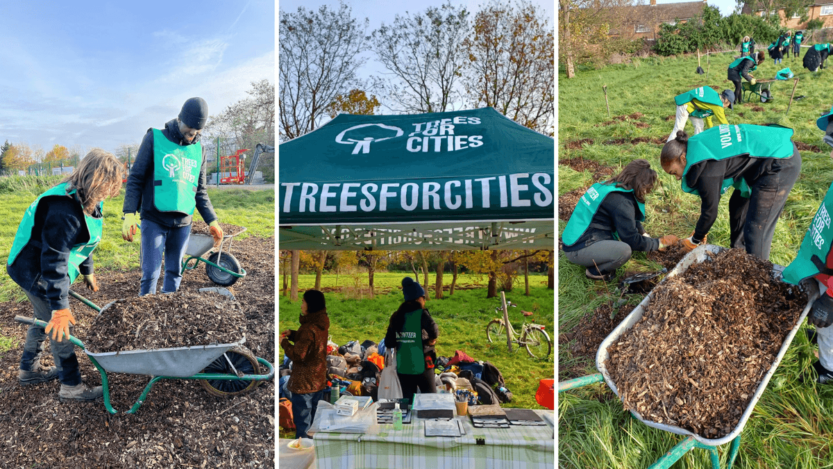 Trees For Cities 2